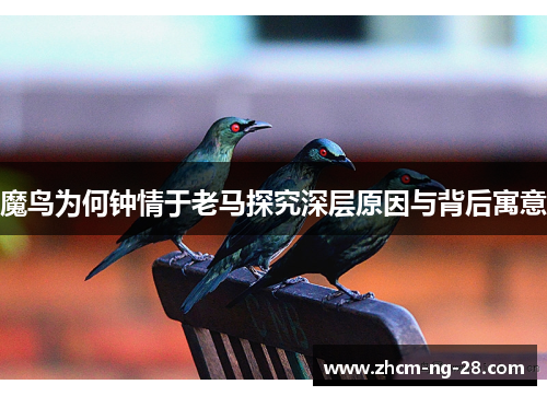 魔鸟为何钟情于老马探究深层原因与背后寓意 魔鸟为何钟情于老马探究深层原因与背后寓意